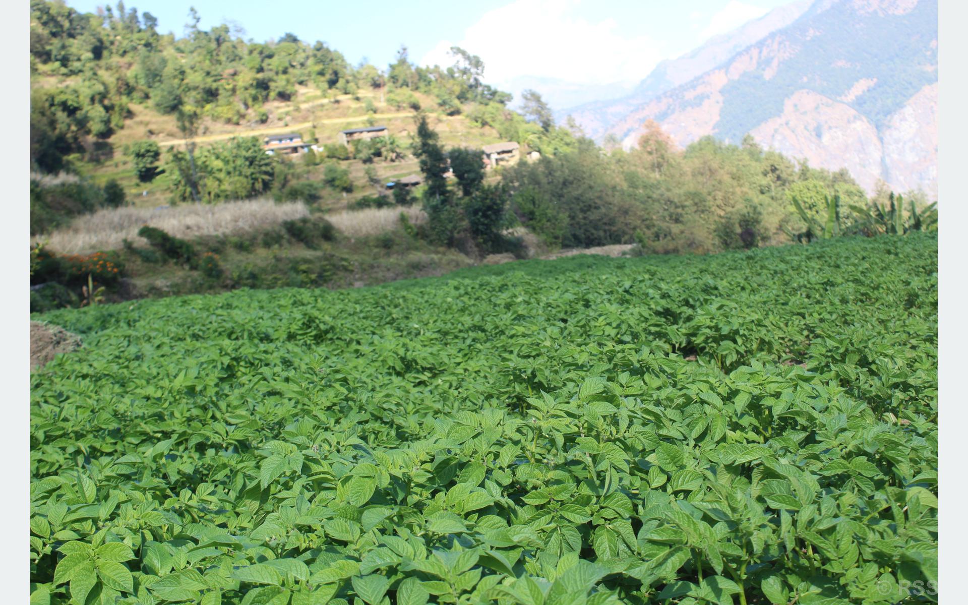 म्याग्दीका किसान आलु खेतीतर्फ आकर्षित